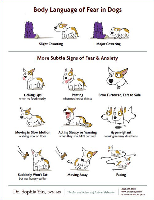 Recognizing Signs of Fear in Your Dog